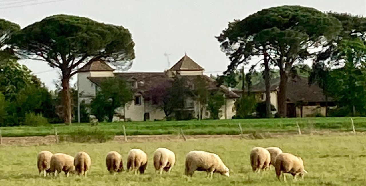 Domaine De Menerque - Petit Chateau Avec Piscine Lisle-sur-Tarn Exterior photo